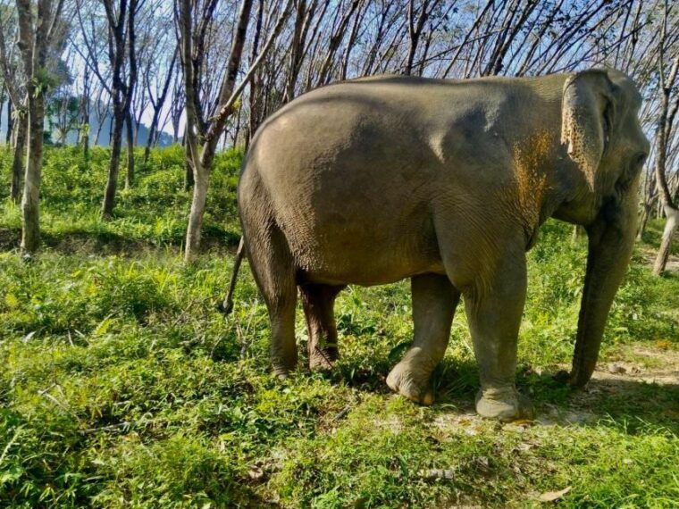 Khao Lak Guided Nature Walk & Elephant Experience - Observing Elephants in Their Natural Behavior