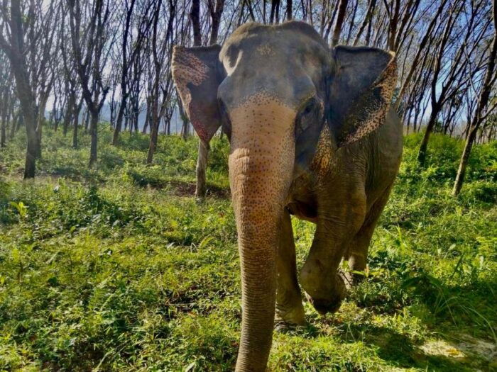 Khao Lak Guided Nature Walk & Elephant Experience - Important Considerations for Participants