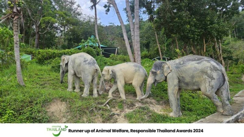 Khao Lak: Guided Tour to Elephant Sanctuary & Hotel Transfer - Good To Know