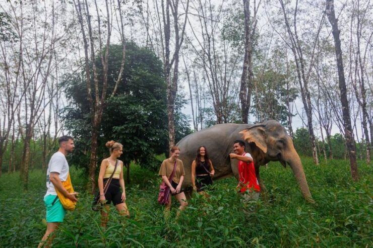 Khao Lak: Guided Walk & Feed Elephant Experience With Pickup - Booking Details