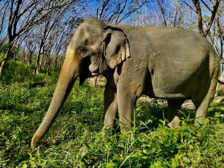 Khao Lak: Guided Walk & Feed Elephant Experience With Pickup - Experience Highlights
