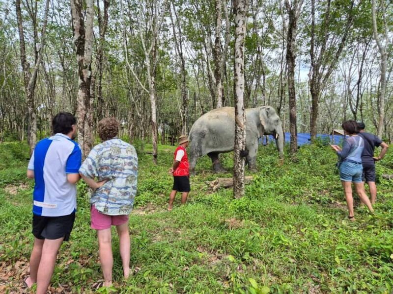 Khao Lak: Highlights with Temple, Turtles & Elephants Tours - Frequently Asked Questions