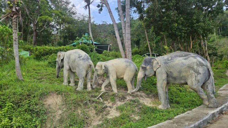 Khao Lak: Highlights with Temple, Turtles & Elephants Tours - FAQ  