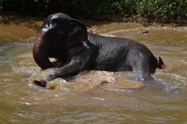 Khao Lak: Khao Sok Elephant Sanctuary and Night Jungle Walk - Booking Details