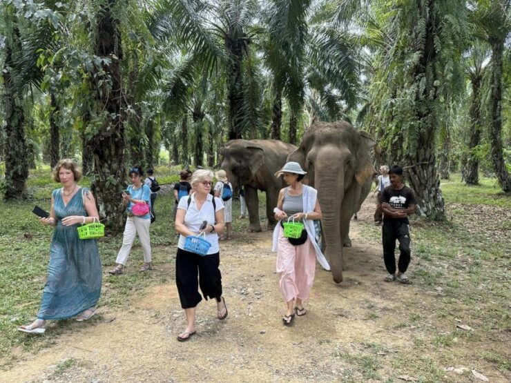 Khao Lak: Khao Sok Elephant Sanctuary and Night Jungle Walk - Elephant Sanctuary Experience