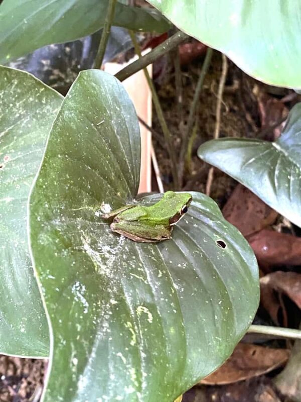 Khao Lak/Khao Sok : Khao Sok Trekking, Rafting, Lunch - The Sum Up: Is This Tour for You?  