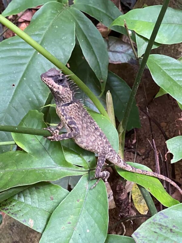 Khao Lak/Khao Sok : Khao Sok Trekking, Rafting, Lunch - Practical Details and Considerations