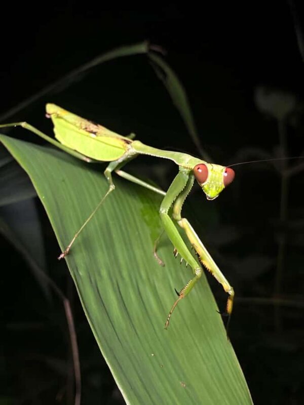 Khao Lak/Khao Sok : Khao Sok Trekking, Rafting, Lunch - Why This Tour Offers Great Value