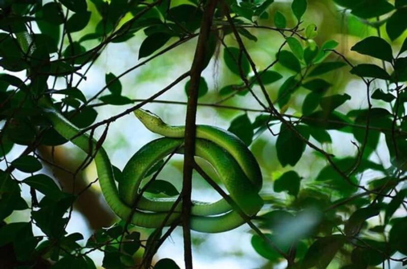 Khao lak: Little Amazon Canoe Trip to See Wildlife - Good To Know