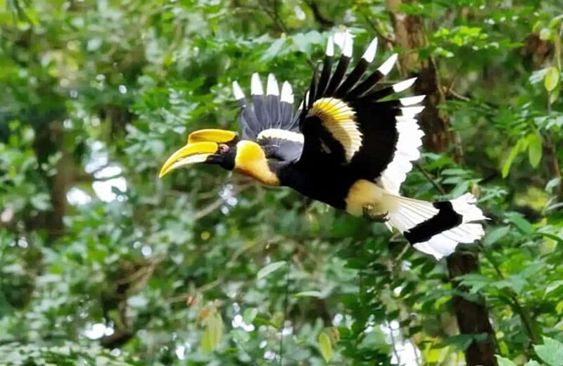 Khao lak: Little Amazon Canoe Trip to See Wildlife - Who Will Love This Experience?