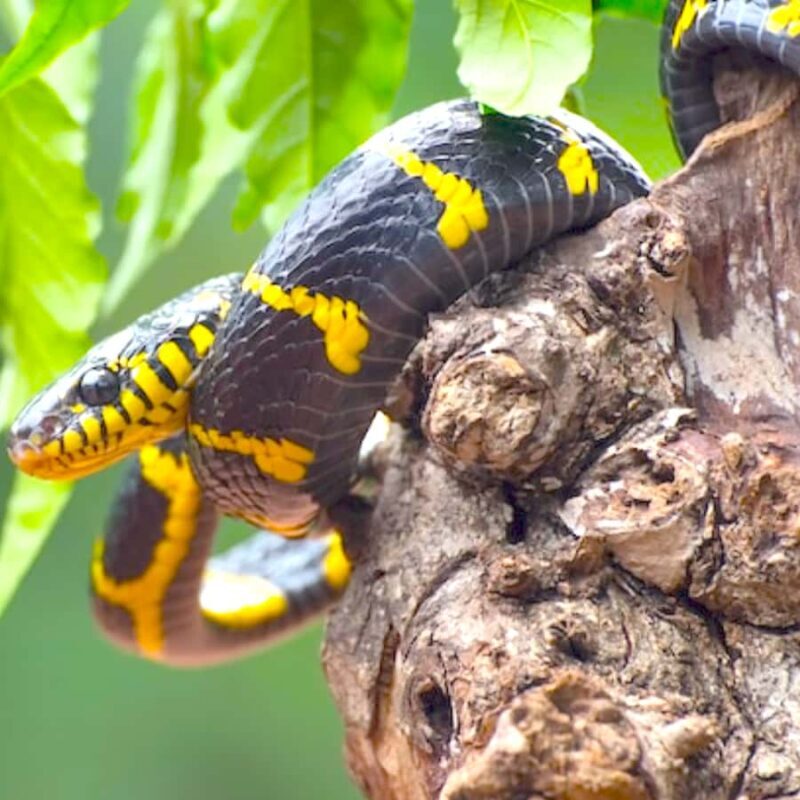 Khao lak: Little Amazon Canoe Trip to See Wildlife - The Sum Up