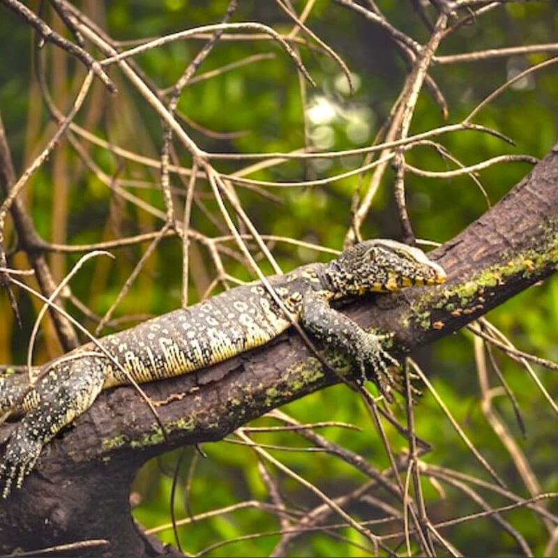 Khao lak: Little Amazon Canoe Trip to See Wildlife - FAQ
