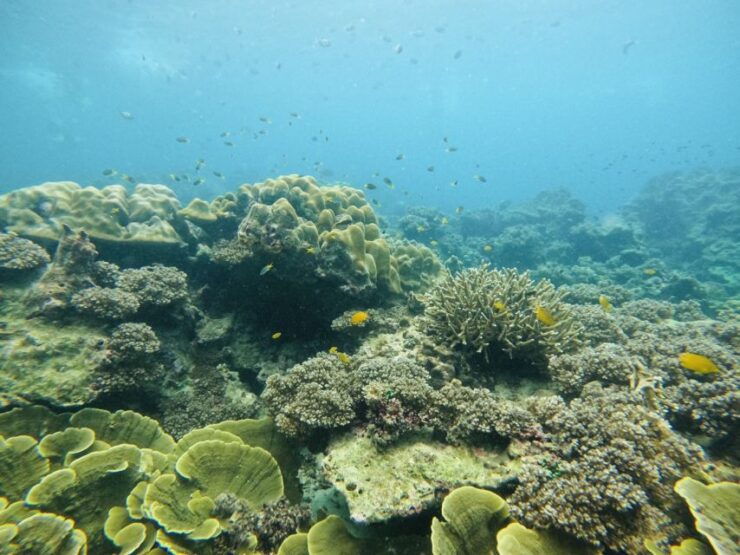 Khao Lak: Phi Phi & Bamboo Island Day Trip by Speedboat - Highlights