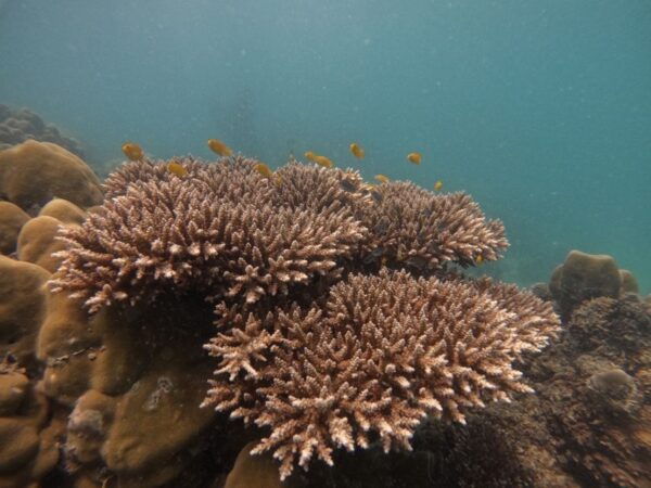 Khao Lak: Phi Phi & Bamboo Island Day Trip by Speedboat - Common Questions
