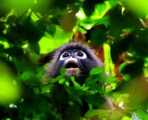 Khao Lak: Private Day Trip to Khao Sok With Longtail Tour - Common Questions