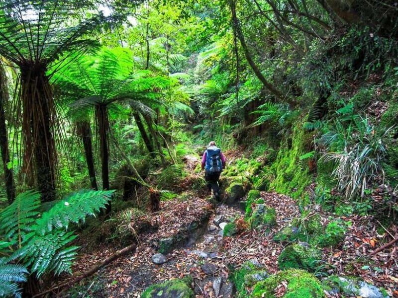 Khao Lak: Private Khao Sok Jungle Safari With Bamboo Rafting - Good To Know