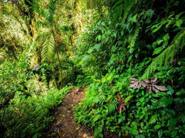 Khao Lak: Private Khao Sok Jungle Safari With Bamboo Rafting - Environmental Considerations