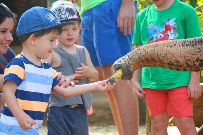 Khao Lak: Rafting, Elephant Bathing & Sea Turtle Center Tour - Sai Rung Waterfall Visit