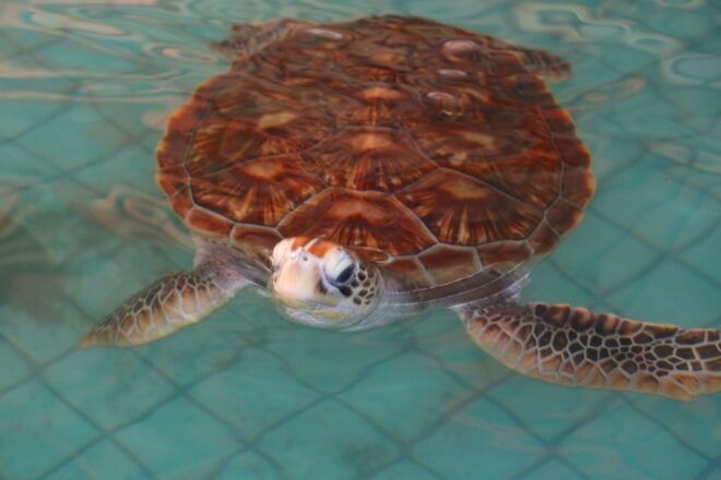 Khao Lak: Rafting, Elephant Bathing & Sea Turtle Center Tour - Customer Reviews