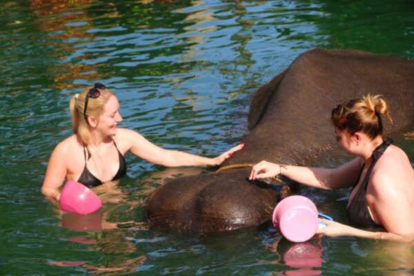 Khao Lak: Rafting, Elephant Bathing & Sea Turtle Center Tour - The Sum Up
