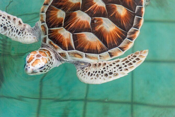 Khao Lak Sea Turtles Temples Bamboo Rafting Tour - Stop 2: Sea Turtle Conservation Center – Learning and Conservation