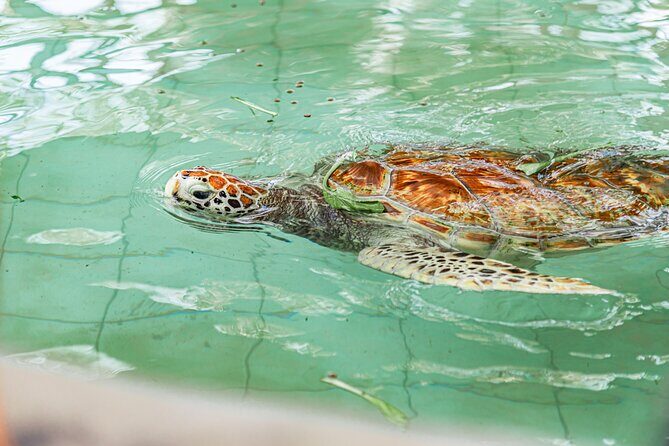 Khao Lak Sea Turtles Temples Bamboo Rafting Tour - Optional Add-ons and Flexibility