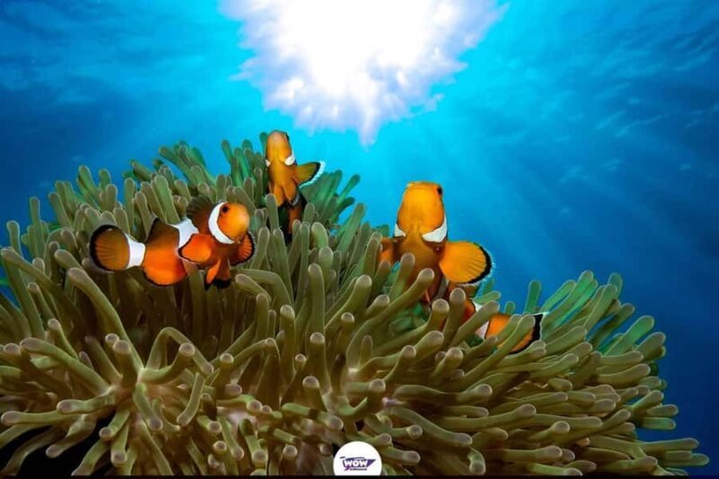 Khao Lak : Similan Islands & Sail Rock Viewpoint - The Sum Up