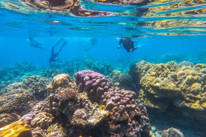 Khao Lak: Similan Islands Snorkeling Day Trip W/Meals - Snorkeling Hotspots and Marine Life