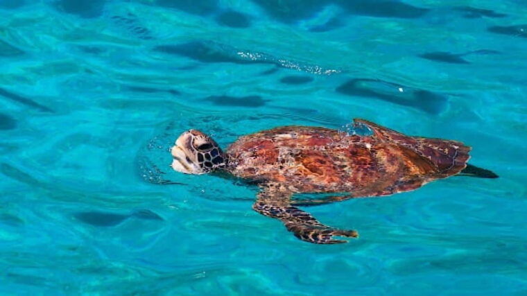 Khao Lak : Similan Islands Speed Catamaran Premium Morning - Important Considerations