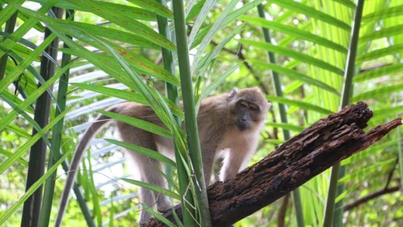 Khao Lak: Sri Phang Nga National Park and Takuapa Tour - Unique Coffee and Hot Springs Stop