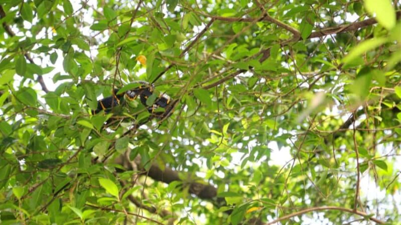 Khao Lak: Sri Phang Nga National Park and Takuapa Tour - What Sets This Tour Apart