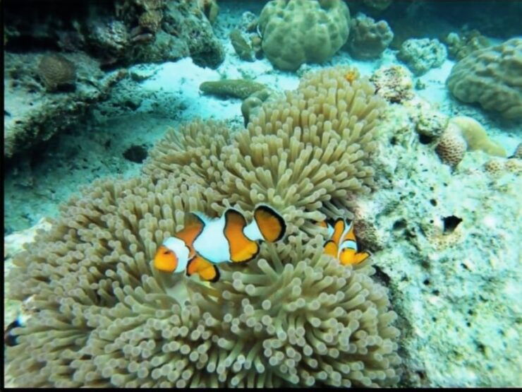Khao Lak: Surin Islands Snorkeling Trip by VIP Speedboat - Booking and Cancellation Policies