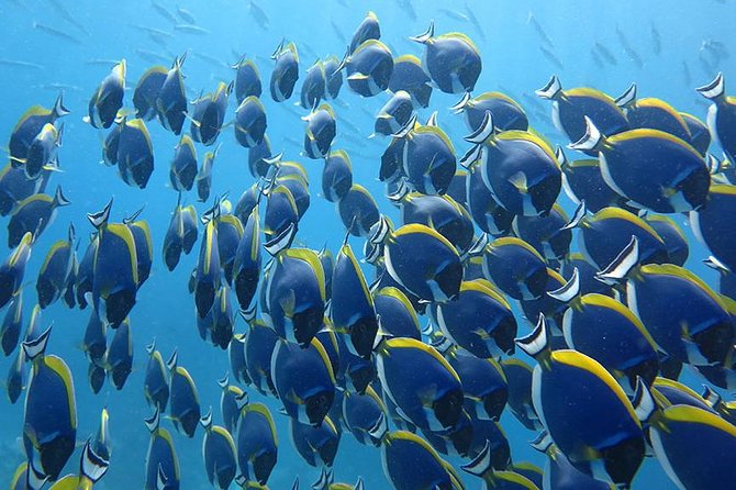 Khao Lak to Similan Islands Snorkeling Tour - The Sum Up