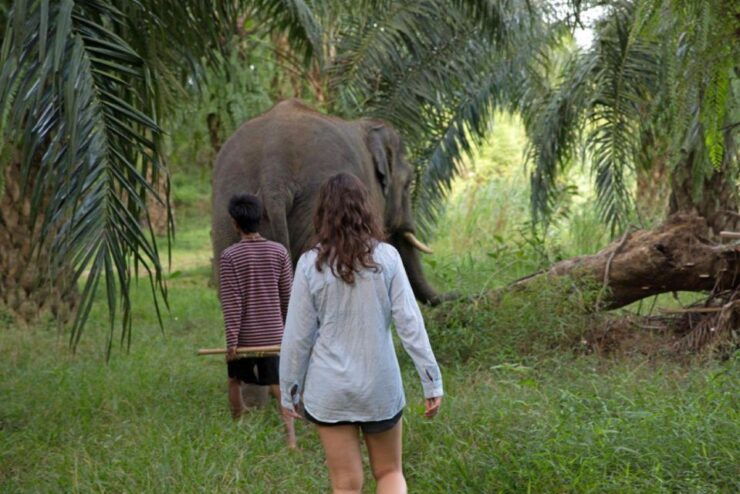 Khao Lak: Unique Dusk Ethical Elephant Sanctuary Experience - Elephant Interaction Activities