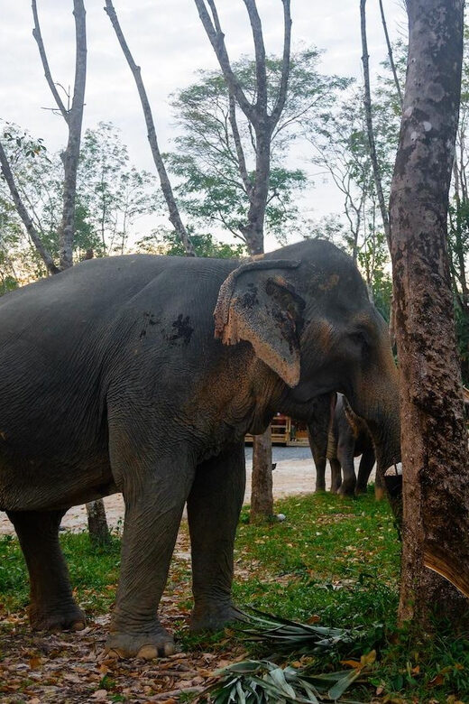 Khao Laks Best: Elephant Sanctuary,Rubber Tapping&Waterfall - Why This Tour Works  