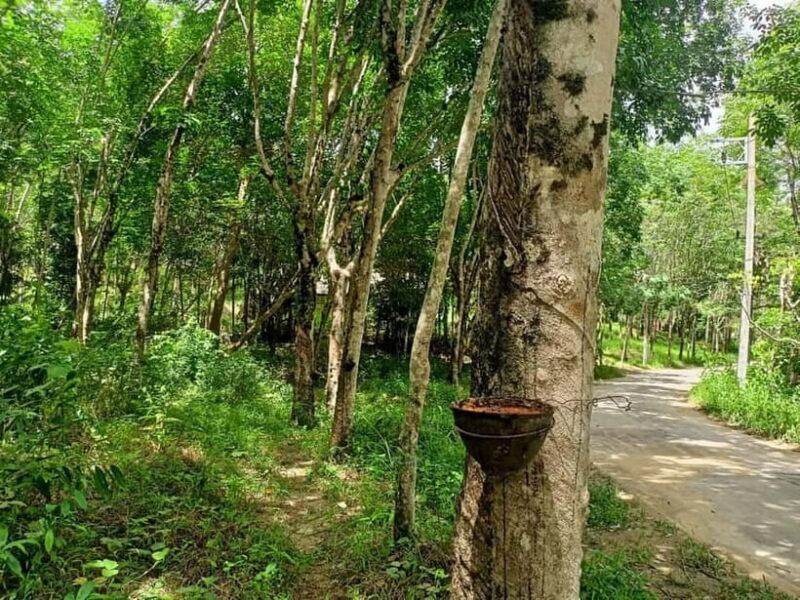 Khao Laks Best: Elephant Sanctuary,Rubber Tapping&Waterfall - A Deep Dive into Khao Lak’s Ethical Elephant Sanctuary and More