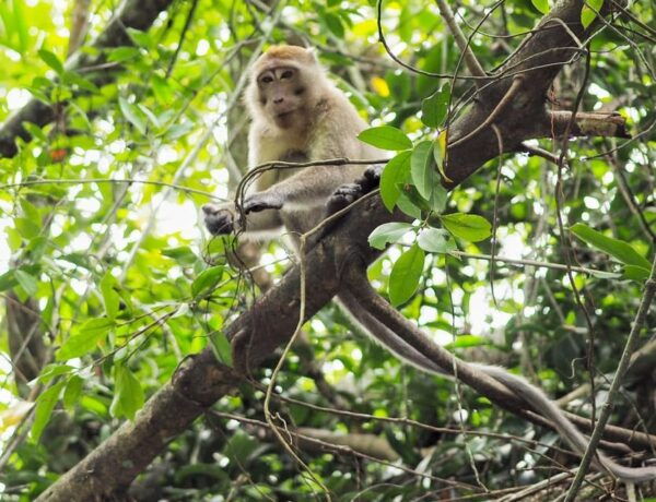 Khao Laks Little Amazon: Canoe, Trek & Waterfall Day Trip - Important Information