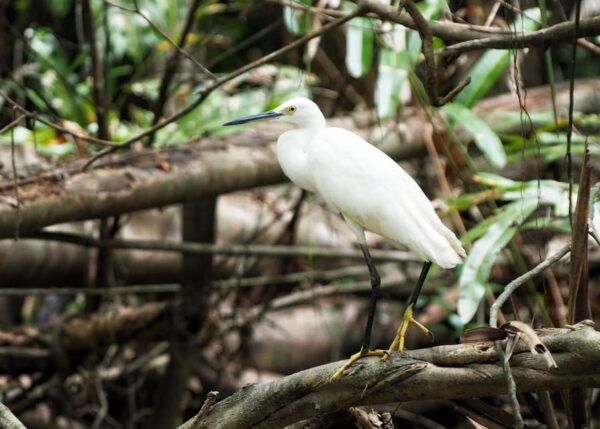 Khao Laks Little Amazon: Canoe, Trek & Waterfall Day Trip - Questions You May Have