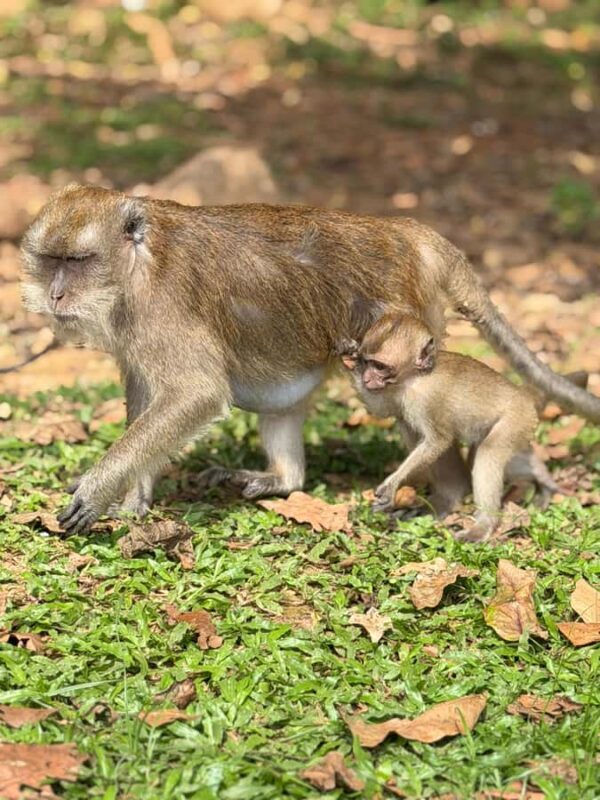 Khao Sok: Bamboo rafting, ancient cave temple, local farm. - The Itinerary in Detail