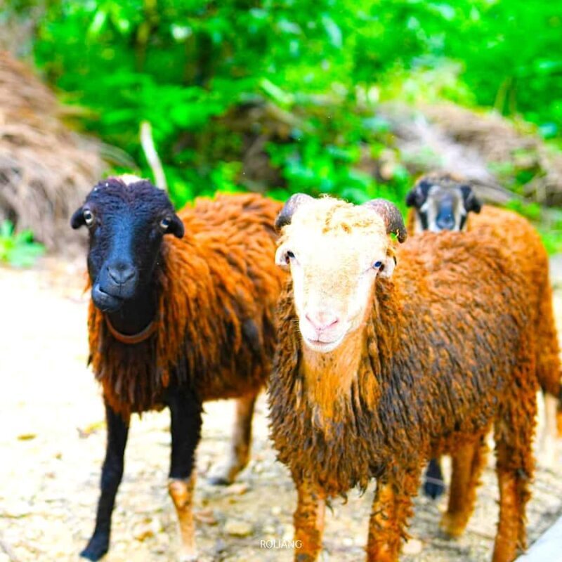 Khao Sok: Bamboo rafting, ancient cave temple, local farm. - Final Thoughts