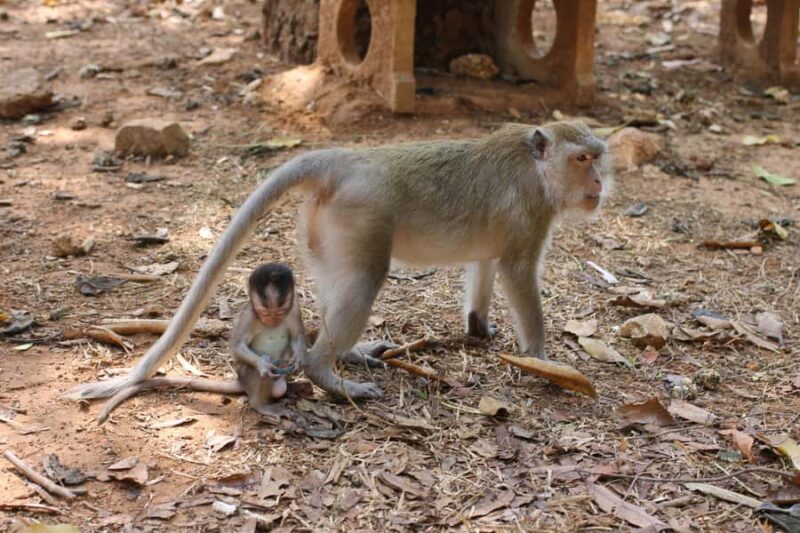 Khao Sok: Bamboo rafting, ancient cave temple, local farm. - The Khao Sok Viewpoint and Scenic Vistas