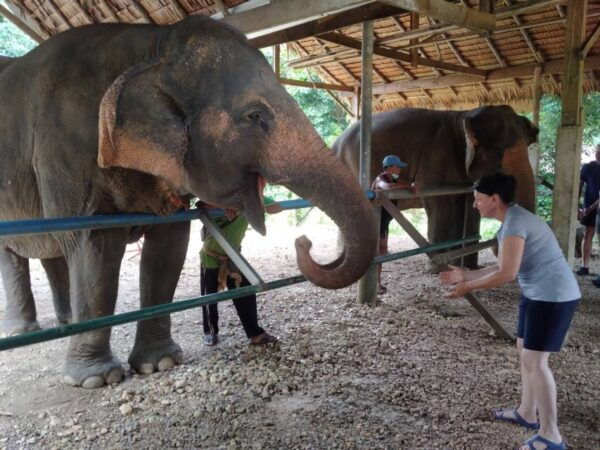 Khao Sok: Elephant Rescue Center With Lunch & Bamboo Rafting - Additional Information