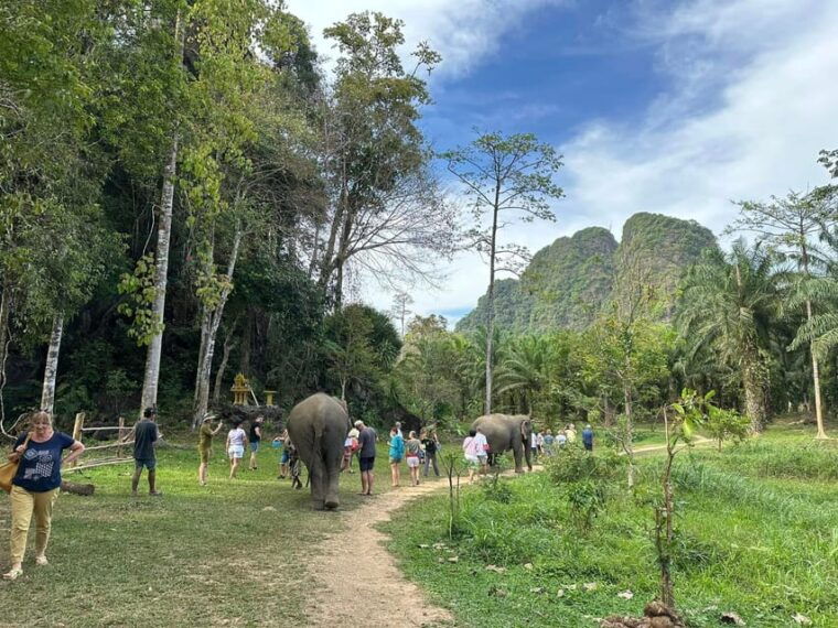 Khao Sok: Ethical Elephant Experience & Nature Walk - Connecting With Elephants Through Feeding