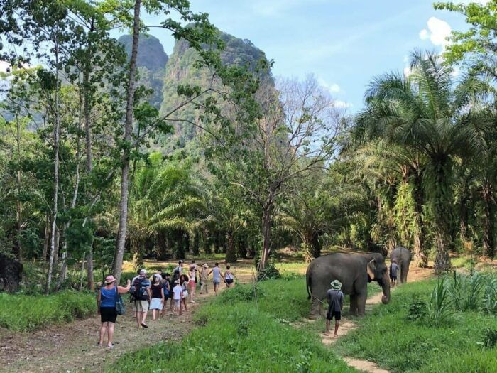 Khao Sok: Ethical Elephant Experience & Nature Walk - Capturing Meaningful Experiences