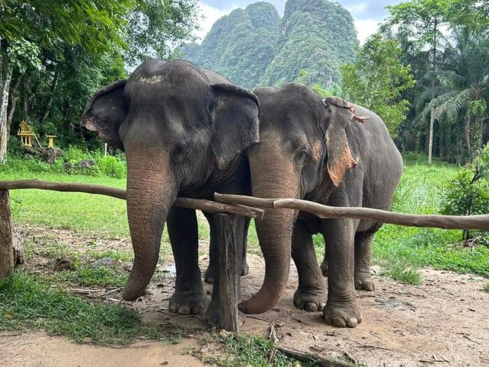 Khao Sok: Ethical Elephant Experience & Nature Walk - Tour Inclusions and Pricing