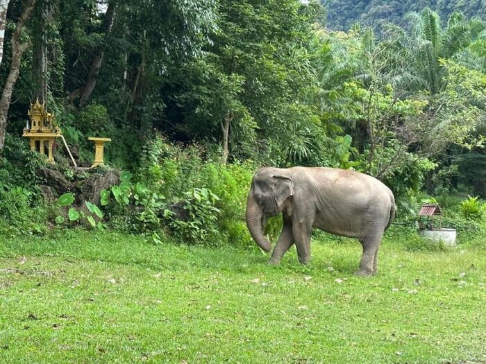 Khao Sok: Ethical Elephant Experience & Nature Walk - Frequently Asked Questions
