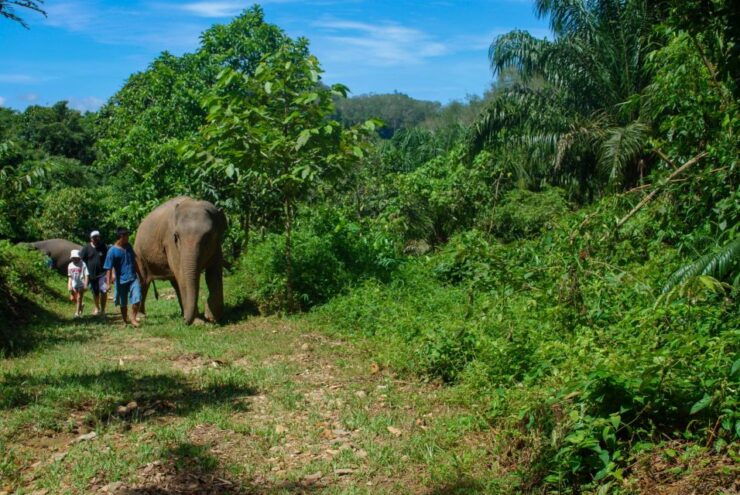 Khao Sok: Ethical Elephant Sanctuary Experience - Good To Know