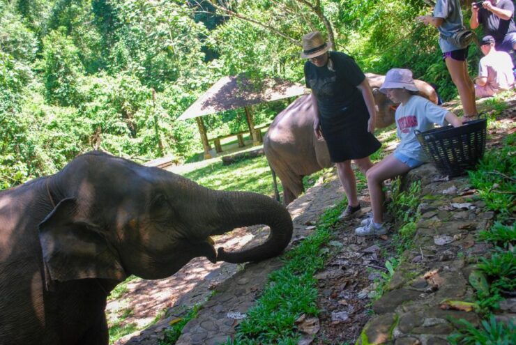 Khao Sok: Ethical Elephant Sanctuary Experience - Booking Details