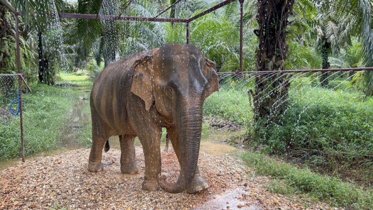 Khao Sok: Ethical Elephant Sanctuary Visit - Booking Details