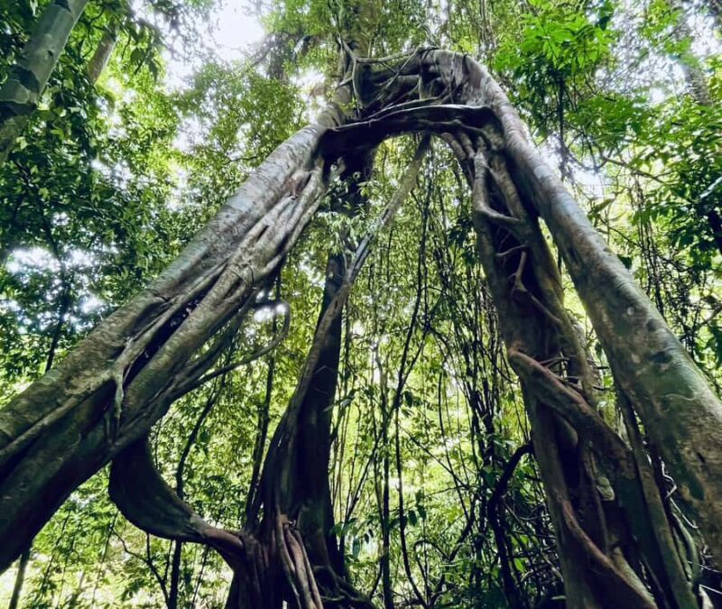 Khao Sok: Full-Day Ratchaprapha Dam Tour, Boat Trip & Lunch - Final Thoughts